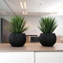 river black yucca rostrata (1 van 1)